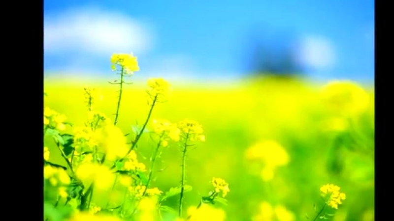 +2 відео присвята батькам анатолій матвійчук wmv