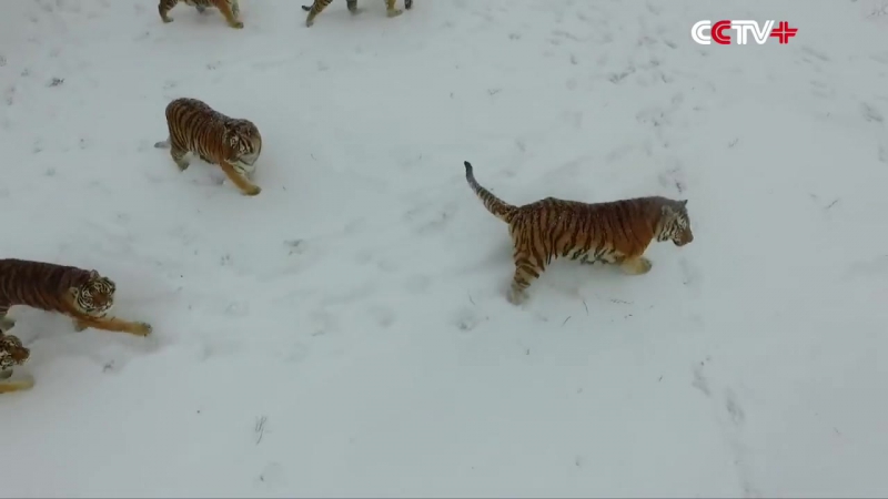 Амурские тигры из китайского зоопарка устроили охоту на дроны © видеожесть