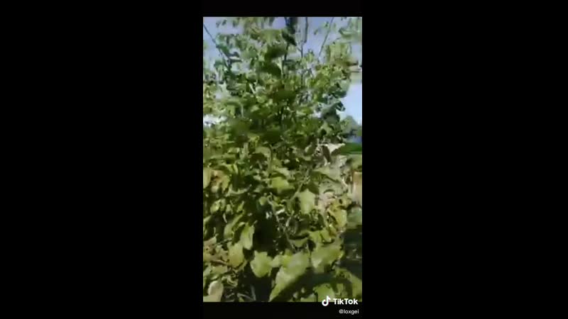 Девочки и тик ток анонимус паркурит под лил морти