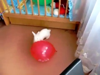 Шарик лопнул кролик испугался ахах как все происходит на самом деле прикол 100500 каха фильм кино клип угар comedy камеди
