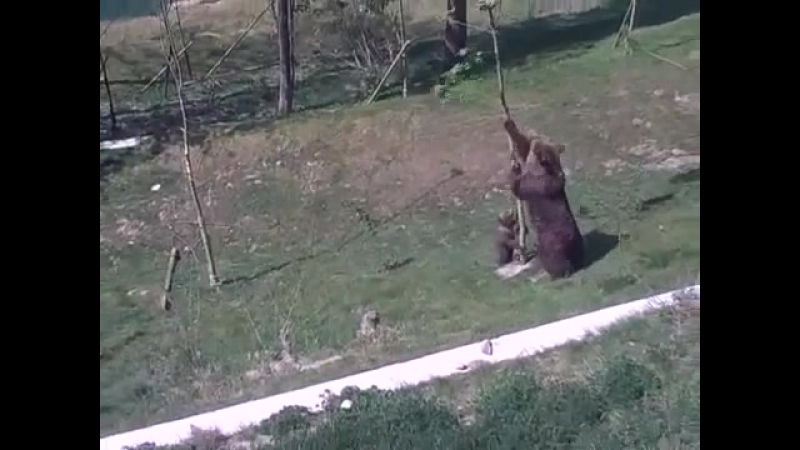 Слезай, кому говорю!