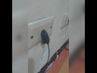 Mouse gets stuck in ethernet wall port