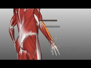20 forearm muscles part 2 posterior (extensor) compartment anatomy tutorial