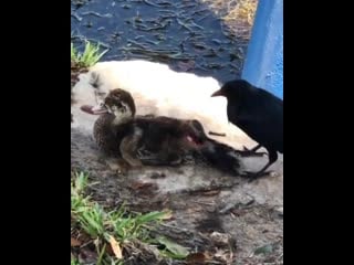 Ваша овсянка сэр