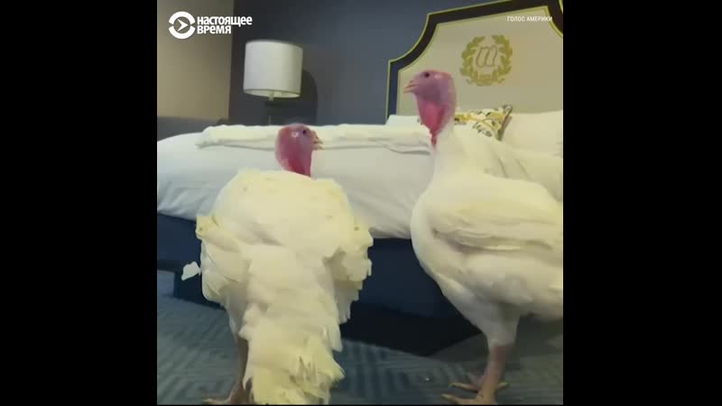 В сша провели церемонию помилования индейки