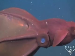 Страшен ли адский вампир