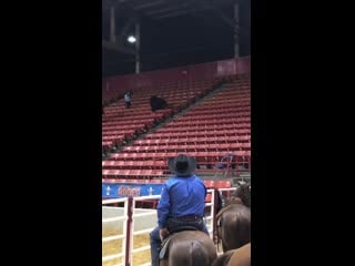 Houston rodeo cow wants to be spectator in stands, not part of event