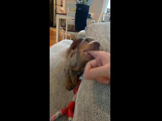 Good luck not spoiling this little guy