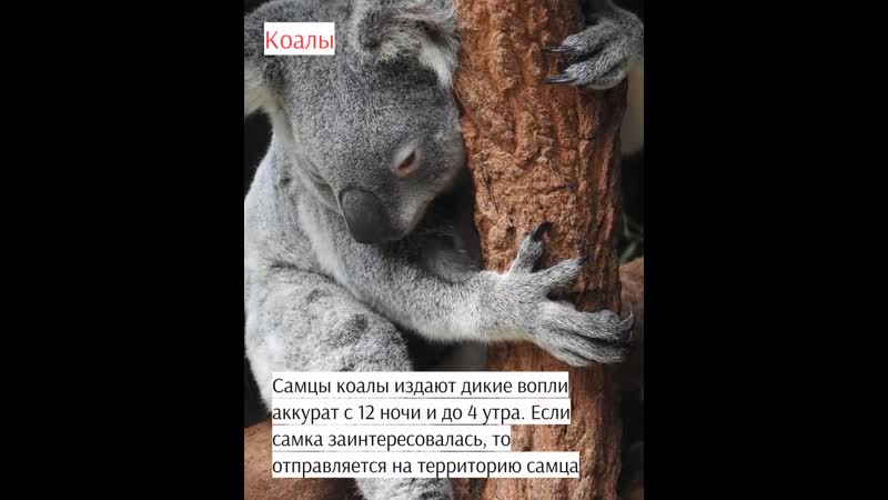 Дикий секс как это делают дикобразы, ленивцы, осьминоги и другие