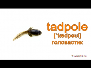 Рептилии на английском языке english vocabulary reptiles