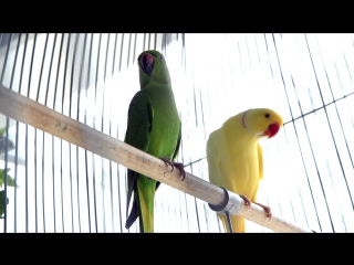 Папуги в корпусі в кельнаровій [цензура]