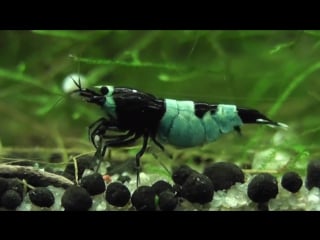 Taiwan bee panda hinomaru shaking eggs