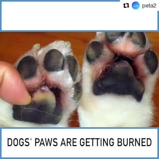 #repost @peta2 ・・・ summertime pavement can reach 1 лондон