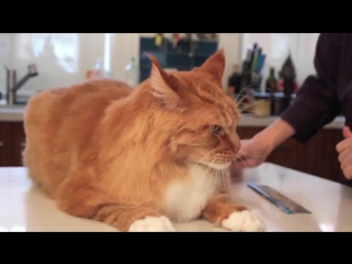 Топ5 пород котов