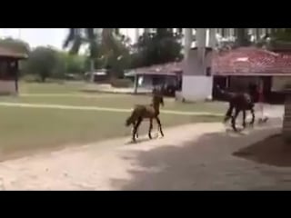 Little foal funny throat