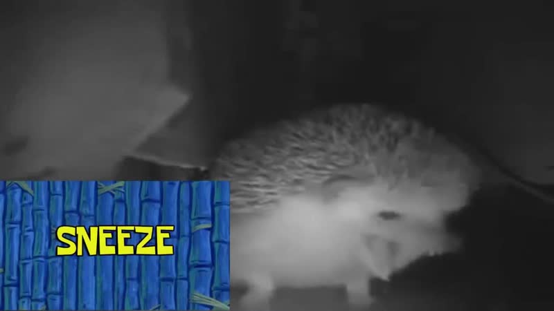 [superkek] ежик реакция