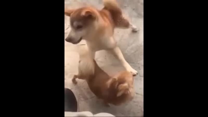 Шпиц страшный зверь, ток нахер они его так уёбищно постригли?