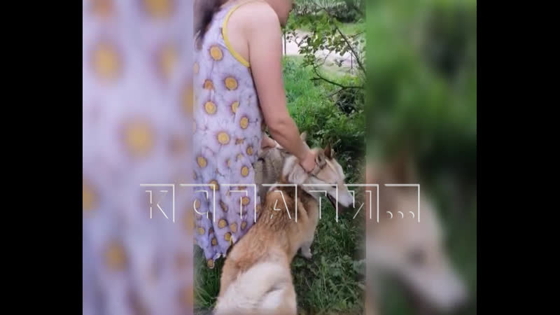 Свора охотничьих молодые превратила деревню в охотничьи угодья и губит домашних секс