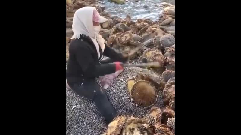 Mетод обработки подсолнуха