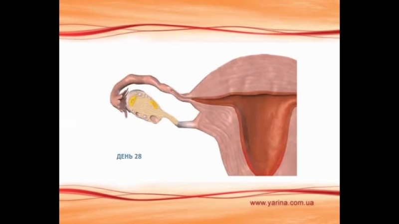 Современная контрацепция