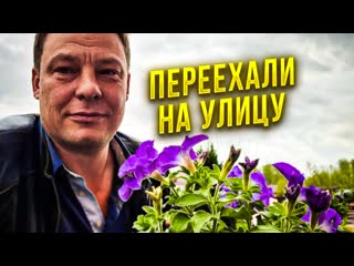 Финальная пикироа петунии в большие кашпо с переездом на улицу