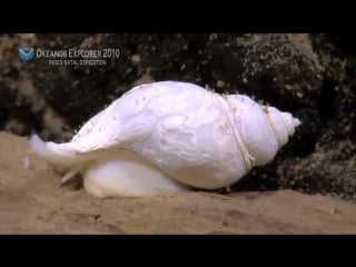 Noaa ship okeanos explorer extraordinary leg 3 highlight video sangihe talaud region indonesia