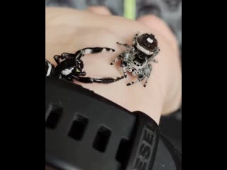 Phidippus regius apalachicola girl & boy