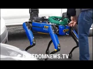 Нью йоркские полицаи начали применять самоходное полено (от boston dynamics) с функцией видеонаблюдения