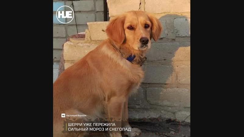 В воронежской области молодые дежурит у дверей больницы, где лежит хозяин