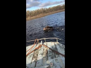 Видео от ильи светова