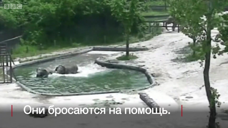 Чудесное спасение слонёнка в сеуле