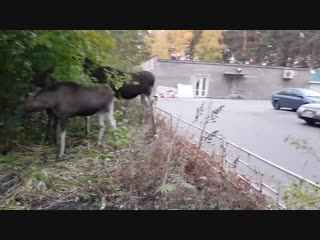 Лоси гуляют во дворе 2018 10 12 пензенская область