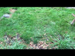 6 week old caracal kittens venture outside with mom