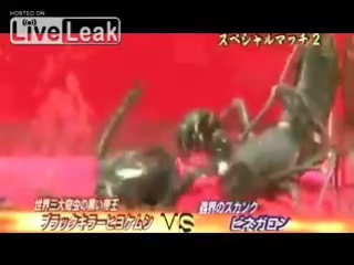 Большая черная сольпуга vs телифон (black camel spider vs vinegaroon)