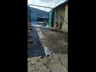 /storage/5abd 1300/dcim/camera/vid 20200224 124001 mp4