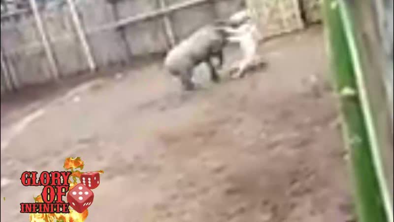 Подсвинок без клыков загрыз аргентинского дога на молодые