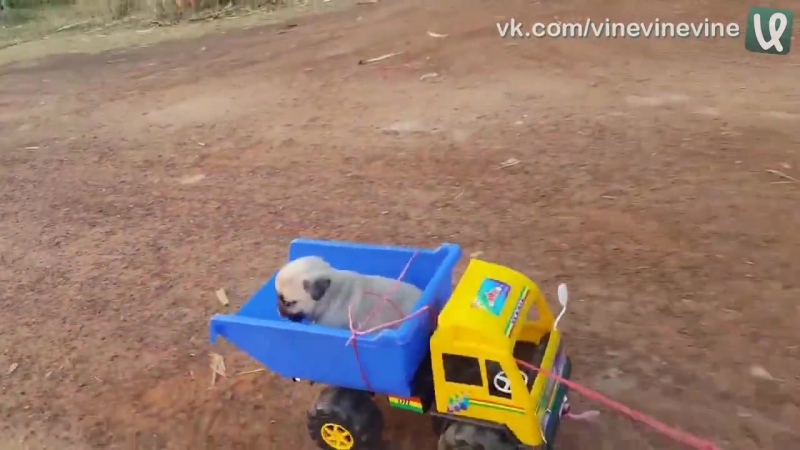 Вагон и маленькая тележка милоты