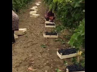 Lifexak video 20200805 17 mp4