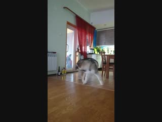 Gold of maja valiant (gold of maja mio min mio x gold of maja perfect pearl)