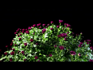 4k time lapse of opening violet chrysanthemum flower buds