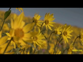 Bbc yellowstone 2of3 summer