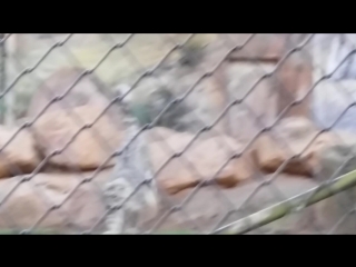 Billabong porn, port macquarie, nsw, australia snow leopards eating 1