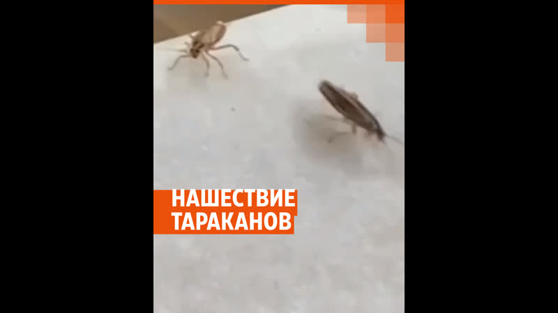 Тараканы в пизду порно видео