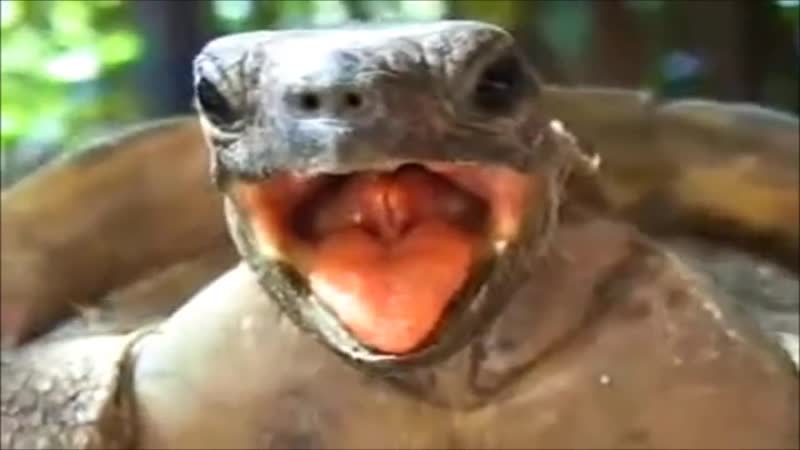 Черепаший секс черепаха издает странные звуки