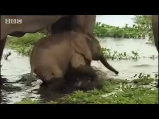 Baby african elephants struggle to cross a swamp in the wild bbc wildlife