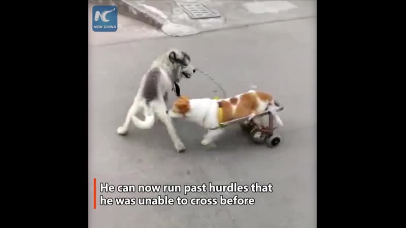 Молодец! китайский пес на каталке!