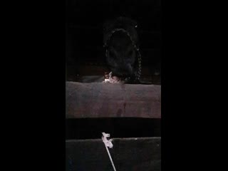 Частная конюшня идальго,сальвадор