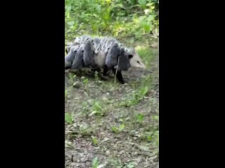 Opossum mom carries babies on her back