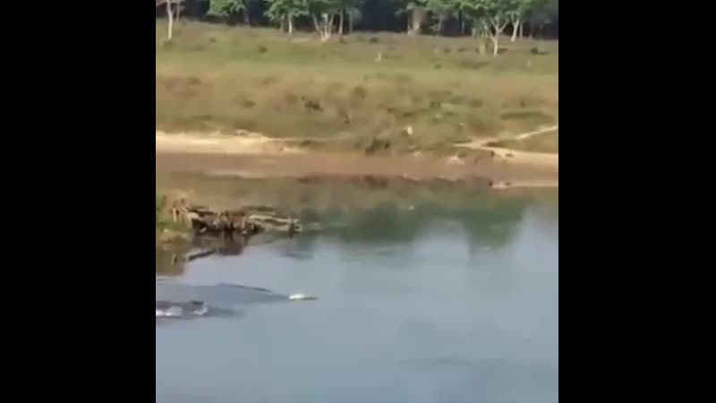🐊крокодил заглотил молодые, не оставив ей шансов на