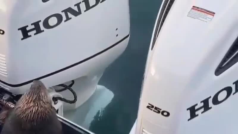 Передайте, пожалуйста, соль